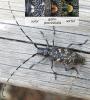 Monochamus sutor
